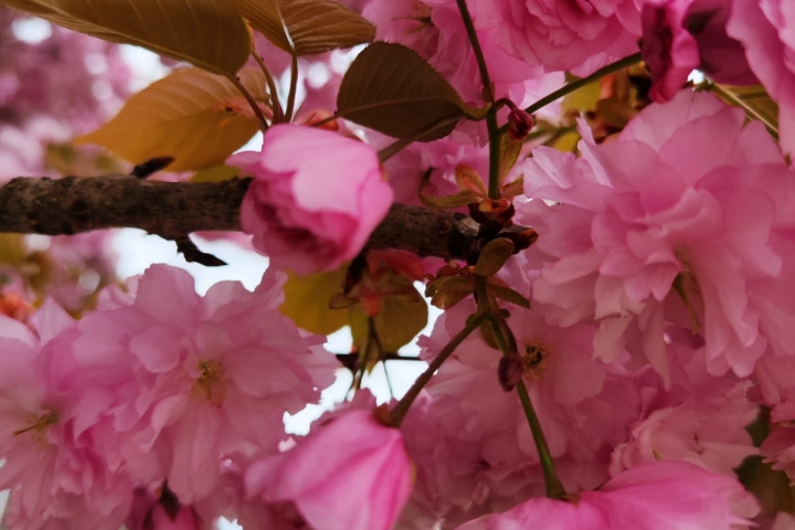 🌺🩷🌺🩷🌺🩷